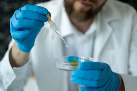 close-up of a male researcher conducting experiments in a modern laboratory with plant and dropper, gmo grownの写真素材