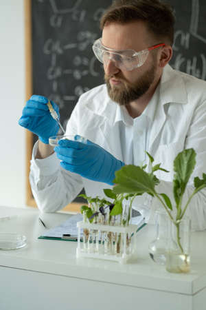 In a school laboratory biologist conducts experiments by synthesizing compounds with use of dropper and plant in a test tube, close up. Biotechnology research concept.の写真素材