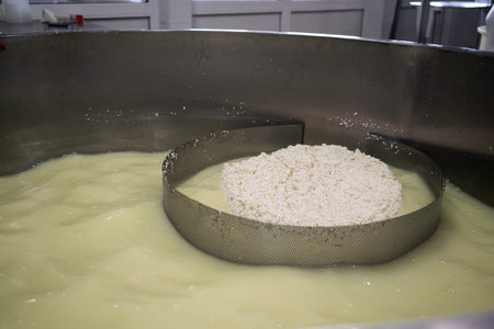 Curd and whey in tank at cheese factory. Shaping a cheese wheel in a vat with a steel sieve. The dairy farm conceptの写真素材
