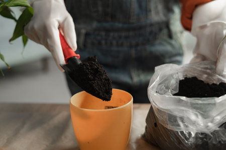 Houseplant Care, repotting houseplants. Close-up of female hands is transplanting plant into new pot at home. Gardener transplanting plantの写真素材