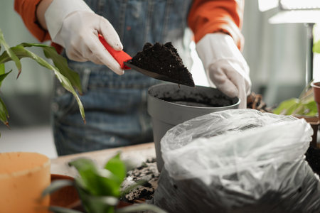 Woman gardener potting new plant in pot for Houseplant. Plants care conceptの写真素材