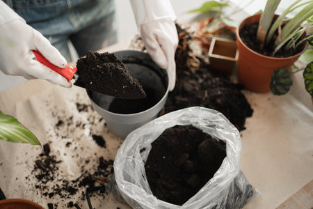 Woman gardener potting new plant and repotting houseplant in new pot. Plants careの写真素材