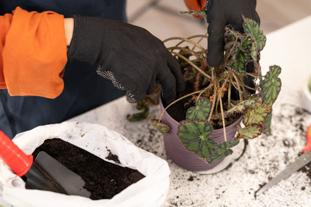 Child girl gardener presses fresh earth in pot with plant, working at home. Planting of home green...