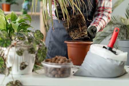 Spring Houseplant Care. Close-up of man is transplanting houseplant into new pot at home. Gardener...