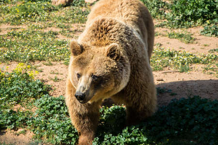 Big wild bear running looseの写真素材
