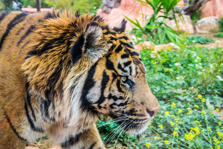 Tigerの写真素材