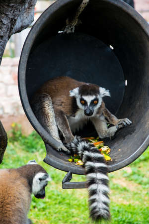 Lemur Cattaの写真素材