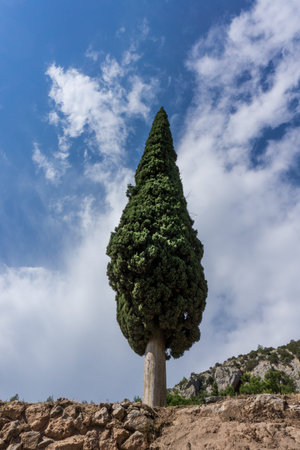 view of a single cypress treeの写真素材