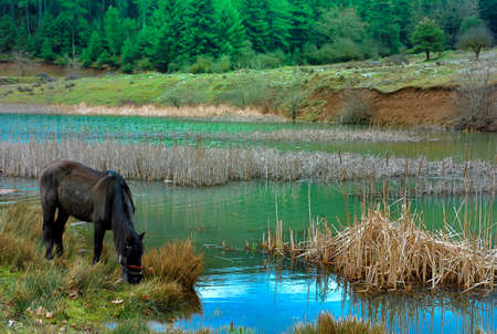 Horse grazing near lake Doxa at Peloponnese Greeceの写真素材