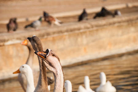 Close up of ducksの写真素材