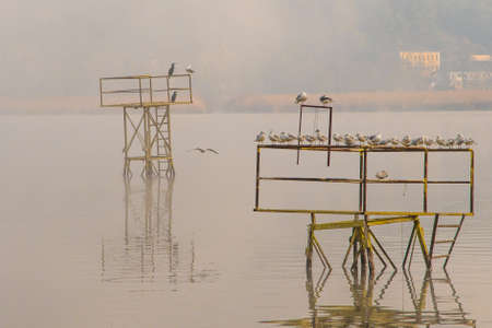 View of the birds in a misty morning at the lake of Ioannina in Greeceの写真素材