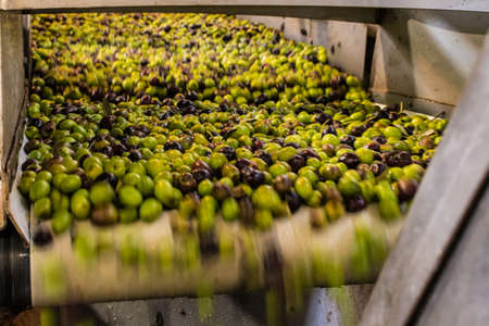 Close up of greek olives ready to be processed to extract olive oilの写真素材