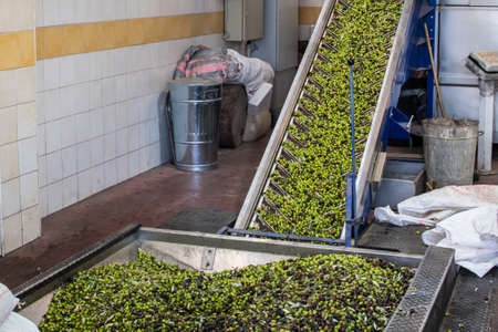 Olive oil extraction process in an olive oil press mill in Greeceのeditorial素材