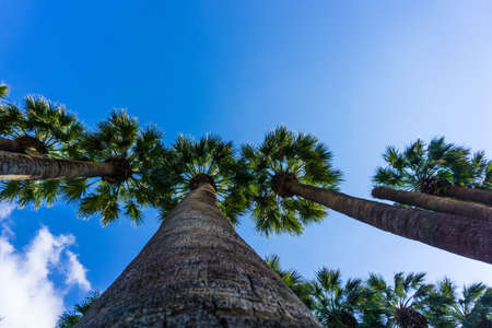 Upward view of Palm trees in National Garden of Athens Greeceの写真素材