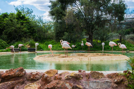 A group of beautiful pink flamingos in a lakeの写真素材