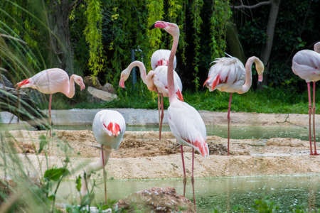 A group of beautiful pink flamingos in a lakeの写真素材