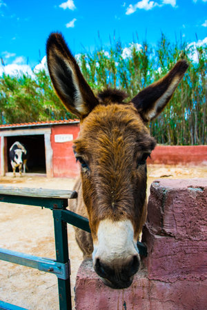 A portrait of donkey in a farm in Greece