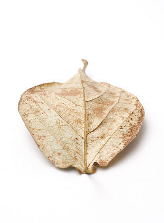 Dry leaf