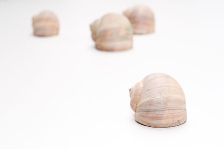 Four shells isolatedの写真素材