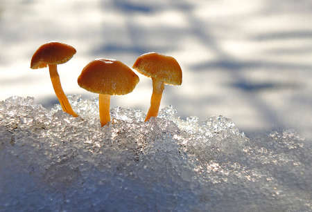 La luz entre la nieve y las setas の写真素材