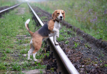 Beagle looking into the distance on a walkの写真素材