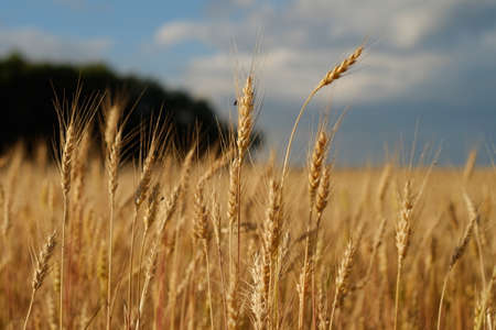 Ears of ripe wheatの写真素材