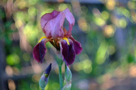 Flower of violet iris closeupの写真素材