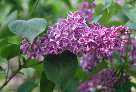 Lilac flowers in the springの写真素材