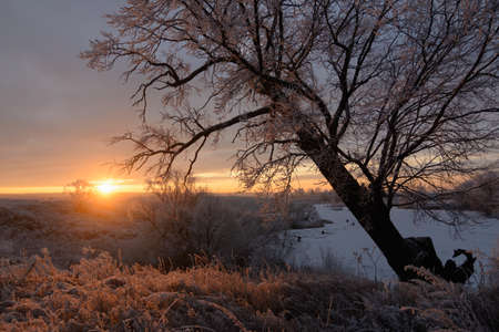 Morning winter landscape with a large tree, and the rising sunの写真素材