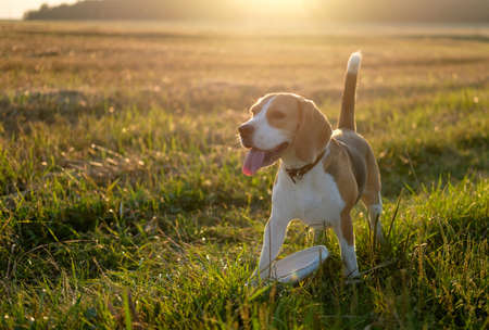 Dog beagle on a walk in a field at sunsetの写真素材