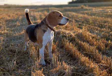 Dog beagle on a walk in a wheat fieldの写真素材