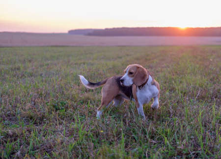 Dog beagle on a walk in a field at sunsetの写真素材