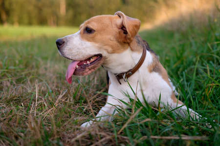 Dog beagle resting lying on the grassの写真素材
