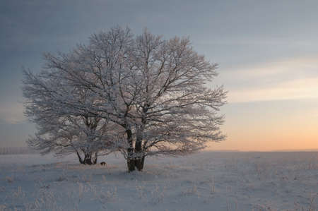 Winter landscape overlooking a large snow-covered trees at sunsetの写真素材