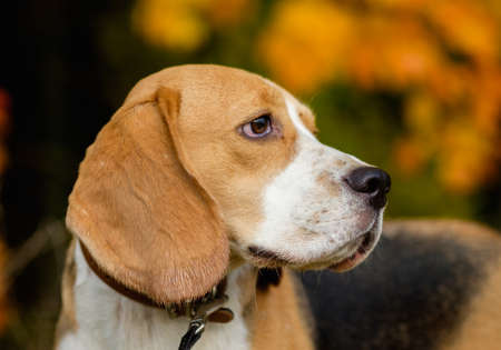 Portrait of beagle dogs on a background of yellow autumn leavesの写真素材