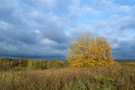 Autumn Landscape with a view of a large yellowed trees of the fieldの写真素材