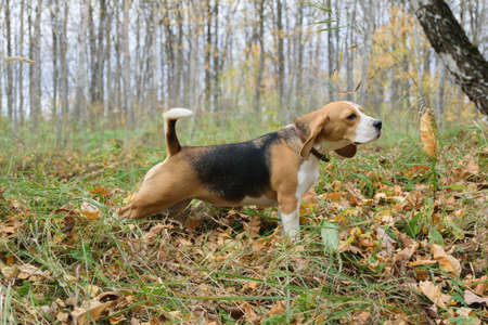 Dog beagle on a walk in the autumn forestの写真素材