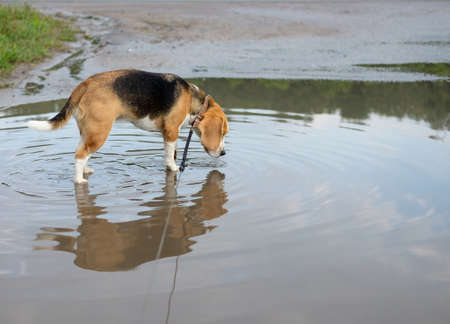 Beagle dogs for a walk is a large puddle after rainの写真素材