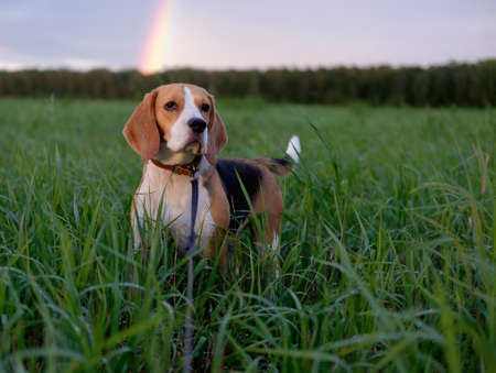 Dog beagle on a walk in the green field on the background of the rainbowの写真素材