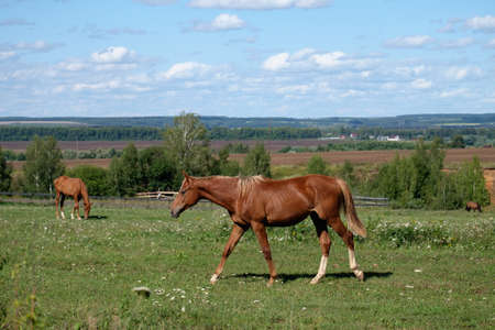 Two horses eat grass on a summer pastureの写真素材