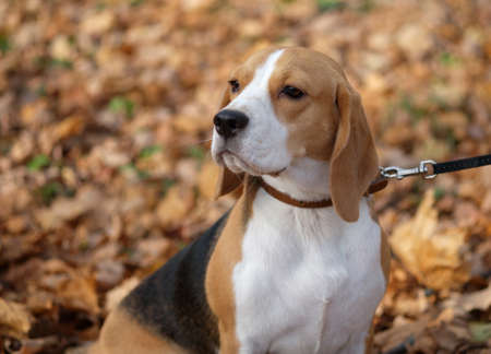 Portrait of dog beagle for a walk in the autumn forest with yellow leavesの写真素材