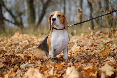 Portrait of dog beagle for a walk in the autumn forest with yellow leavesの写真素材