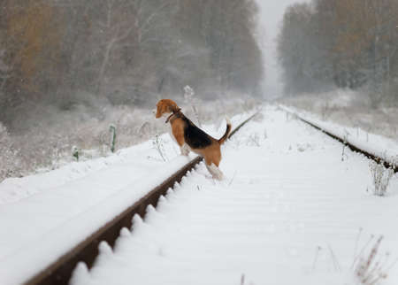 Dog beagle on a walk in the snowy woodsの写真素材