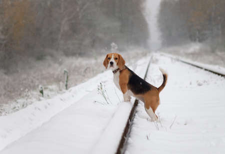 Dog beagle on a walk in the snowy woodsの写真素材