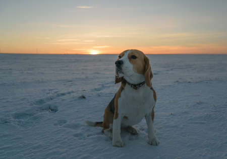 beagle breed dog for a walk in the winter frosty eveningの写真素材