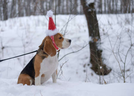 Dog beagle on a walk in the winter woods in red cap of Santa Clausの写真素材
