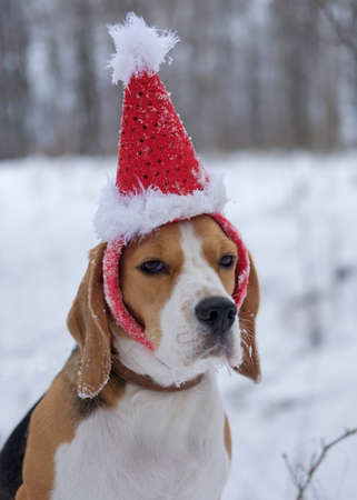 Christmas portrait of a beagle in red hat of Santa Clausの写真素材