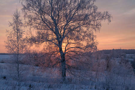 Winter landscape with a view of snow-covered trees at sunset backgroundの写真素材