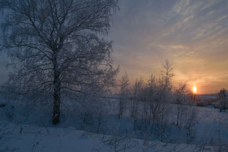 Winter landscape with a view of snow-covered trees at sunset backgroundの写真素材