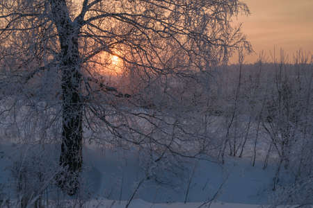 Winter landscape with a view of snow-covered trees at sunset backgroundの写真素材